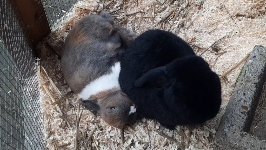 Schattig konijnenpaar bij elkaar liggend